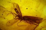 Two Fossil Caddisflies and a Wasp in Baltic Amber #150727-2